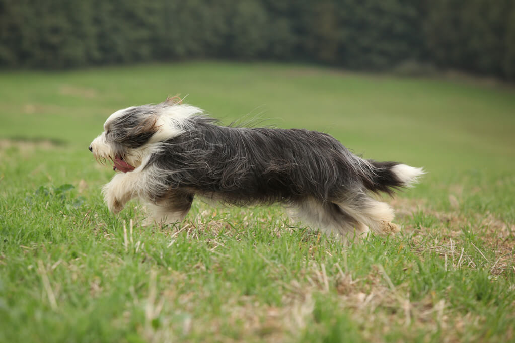 bearded-collie