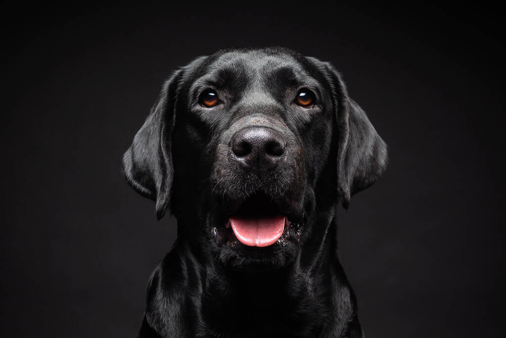 labrador-retriever