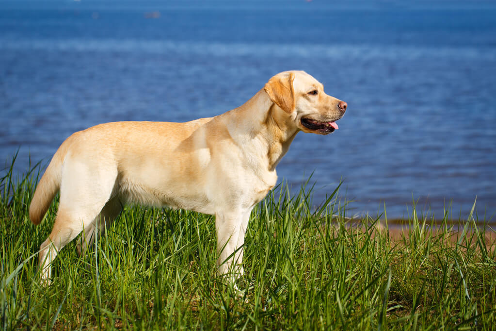 labrador-retriever