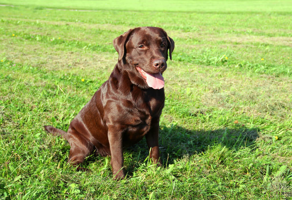 labrador-retriever