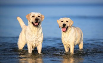 labrador-retriever