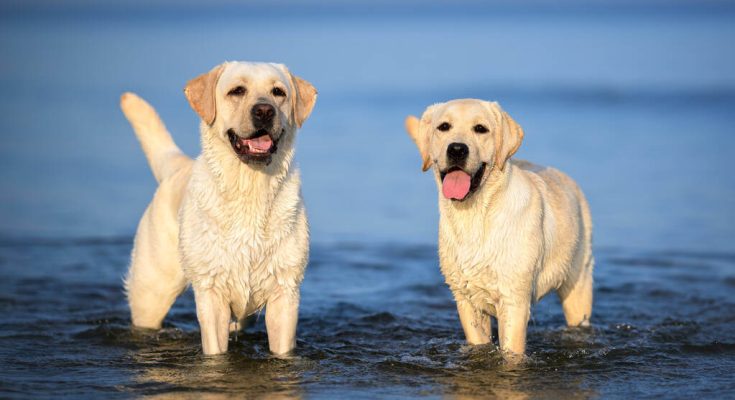 labrador-retriever