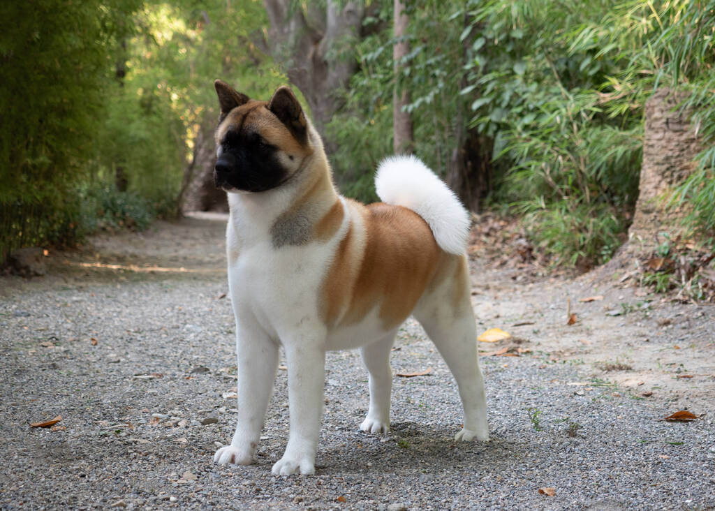 amerikai-akita