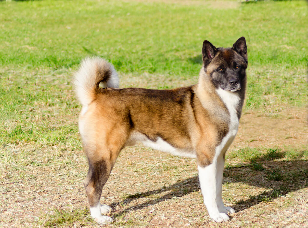 amerikai-akita