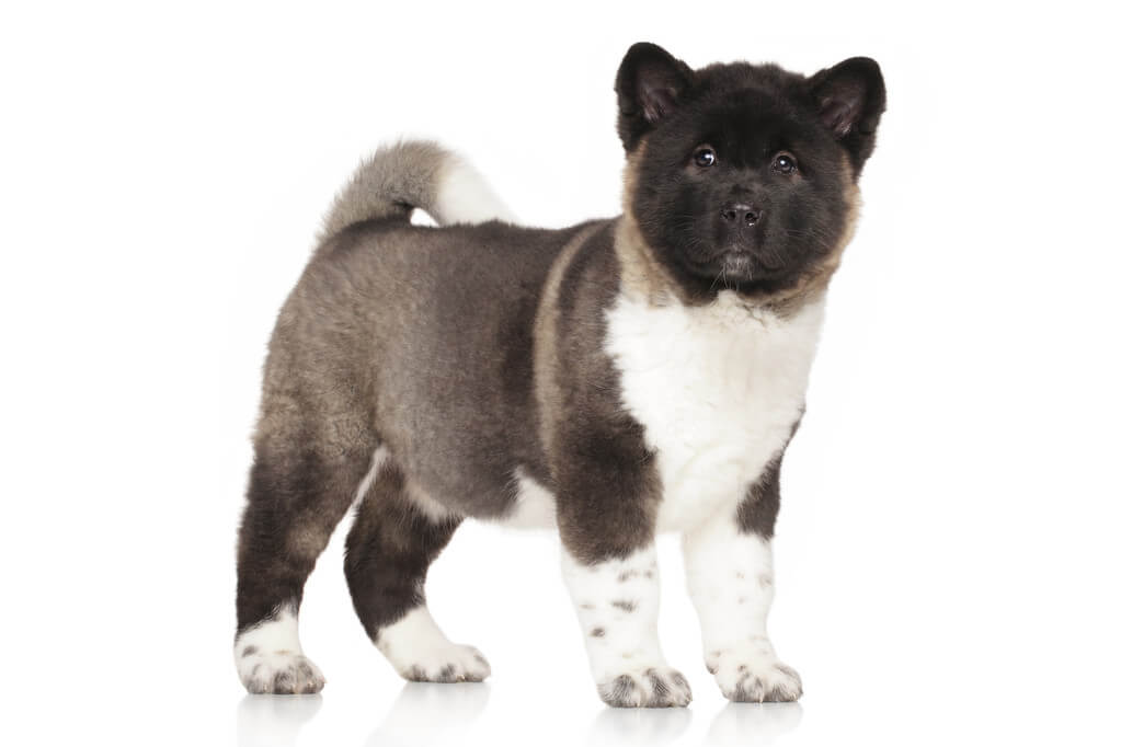 amerikai-akita