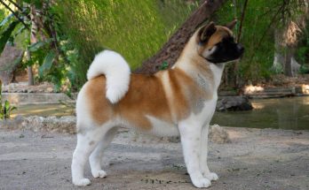 amerikai-akita