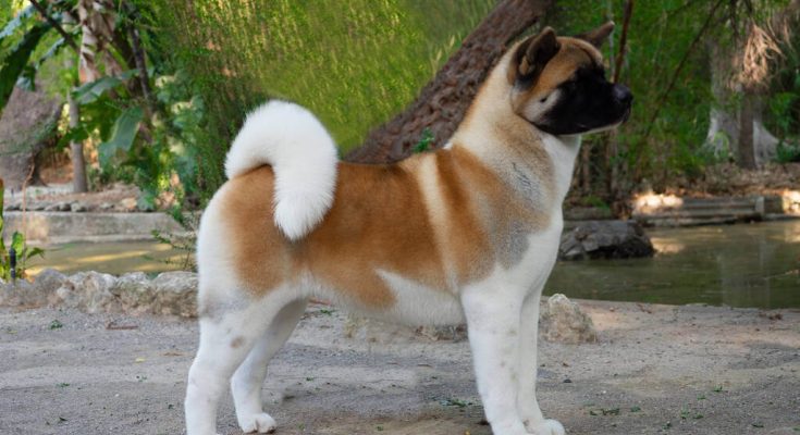 amerikai-akita