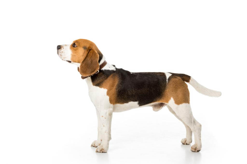 beagle