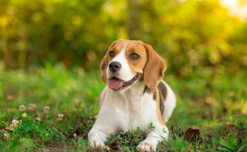 beagle