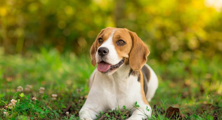 beagle