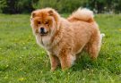 csau-csau-chow-chow