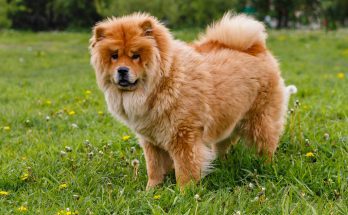 csau-csau-chow-chow