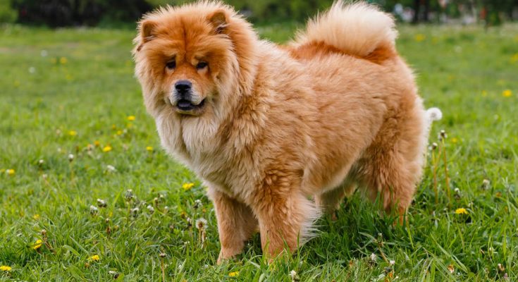 csau-csau-chow-chow