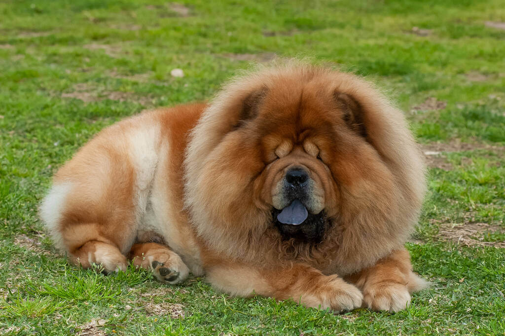 csau-csau-chow-chow