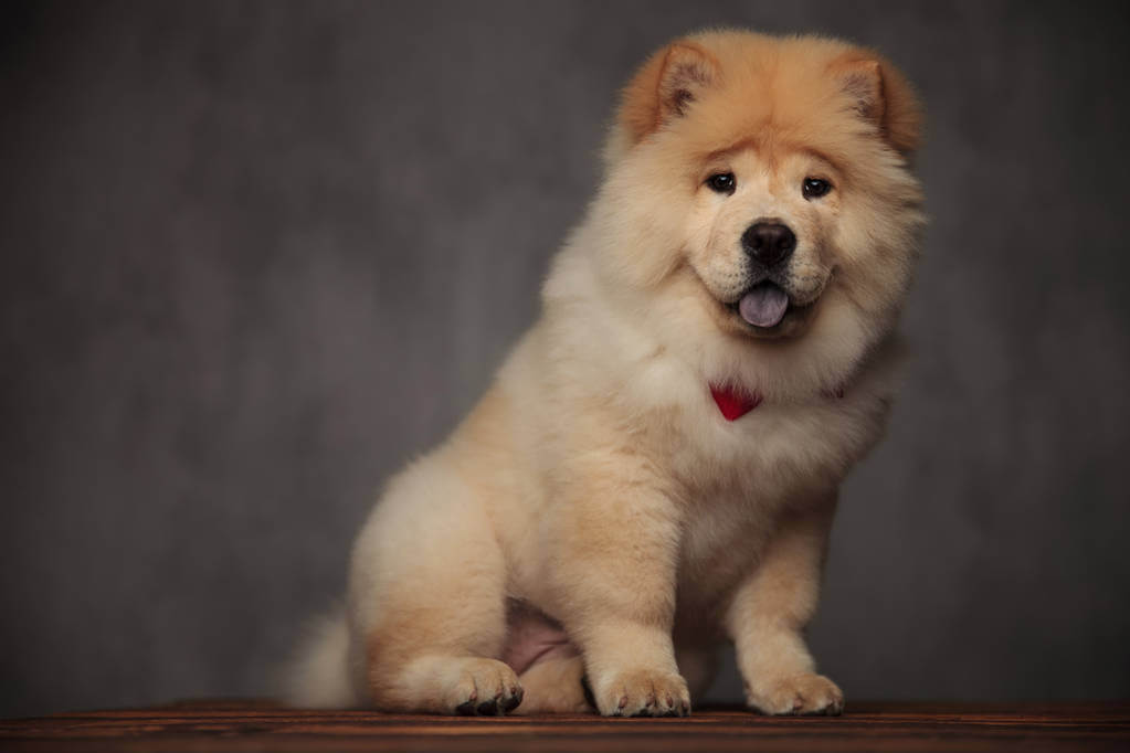 csau-csau-chow-chow