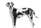 nemet-dog-great-dane