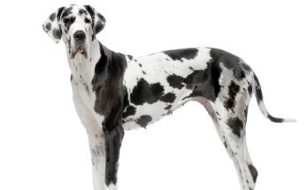 nemet-dog-great-dane