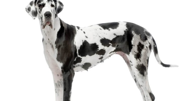 nemet-dog-great-dane