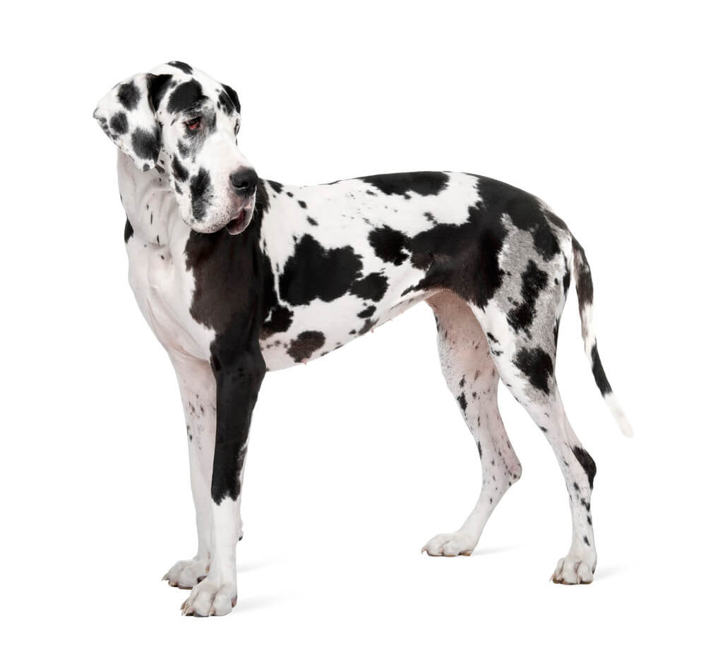 nemet-dog-great-dane