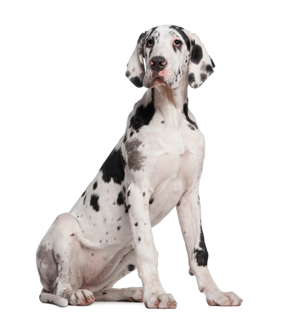 nemet-dog-great-dane