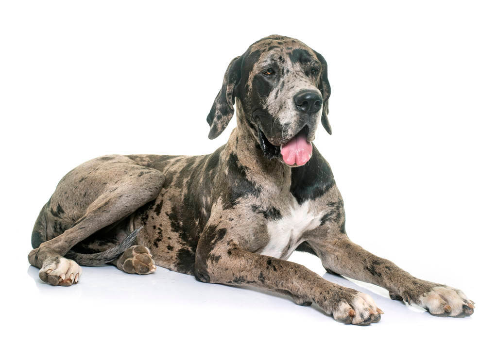 nemet-dog-great-dane