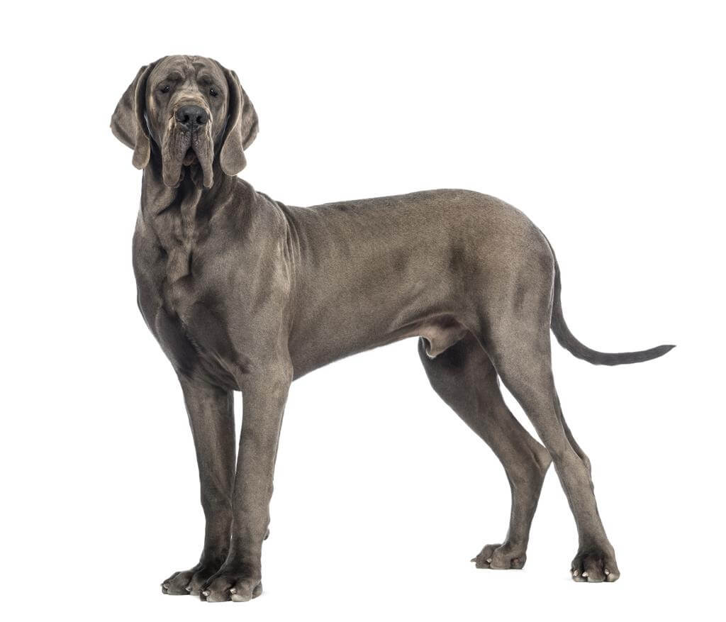 nemet-dog-great-dane