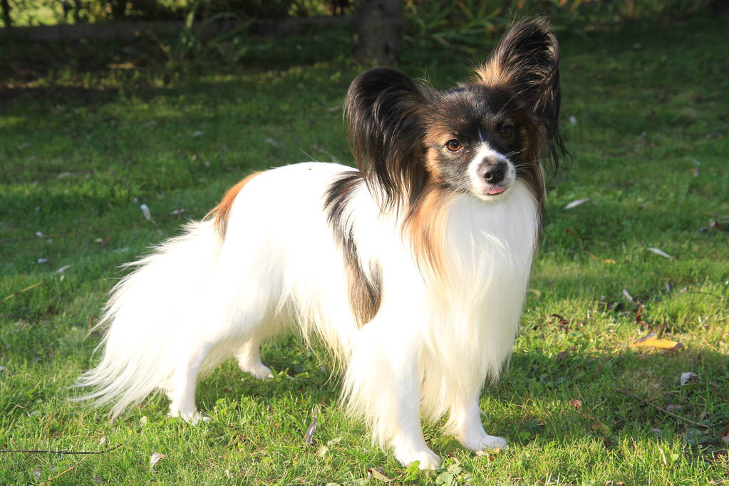 papillon