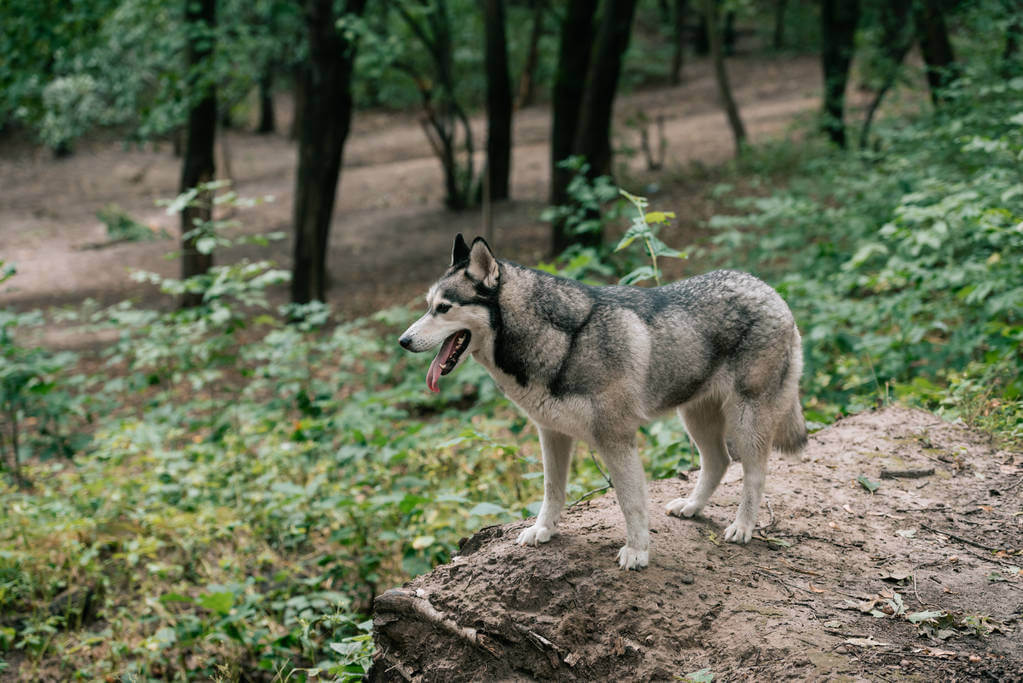 sziberiai-husky