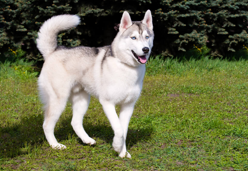 sziberiai-husky