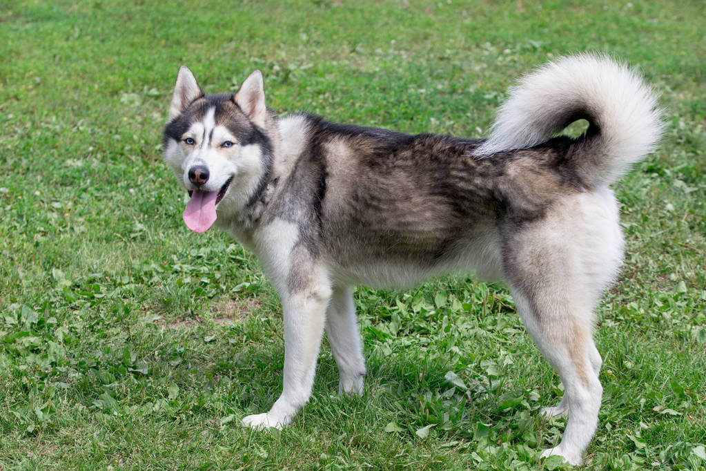 sziberiai-husky