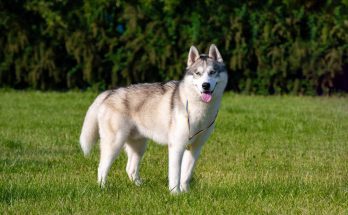 sziberiai-husky