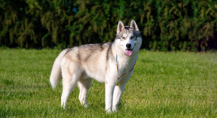 sziberiai-husky