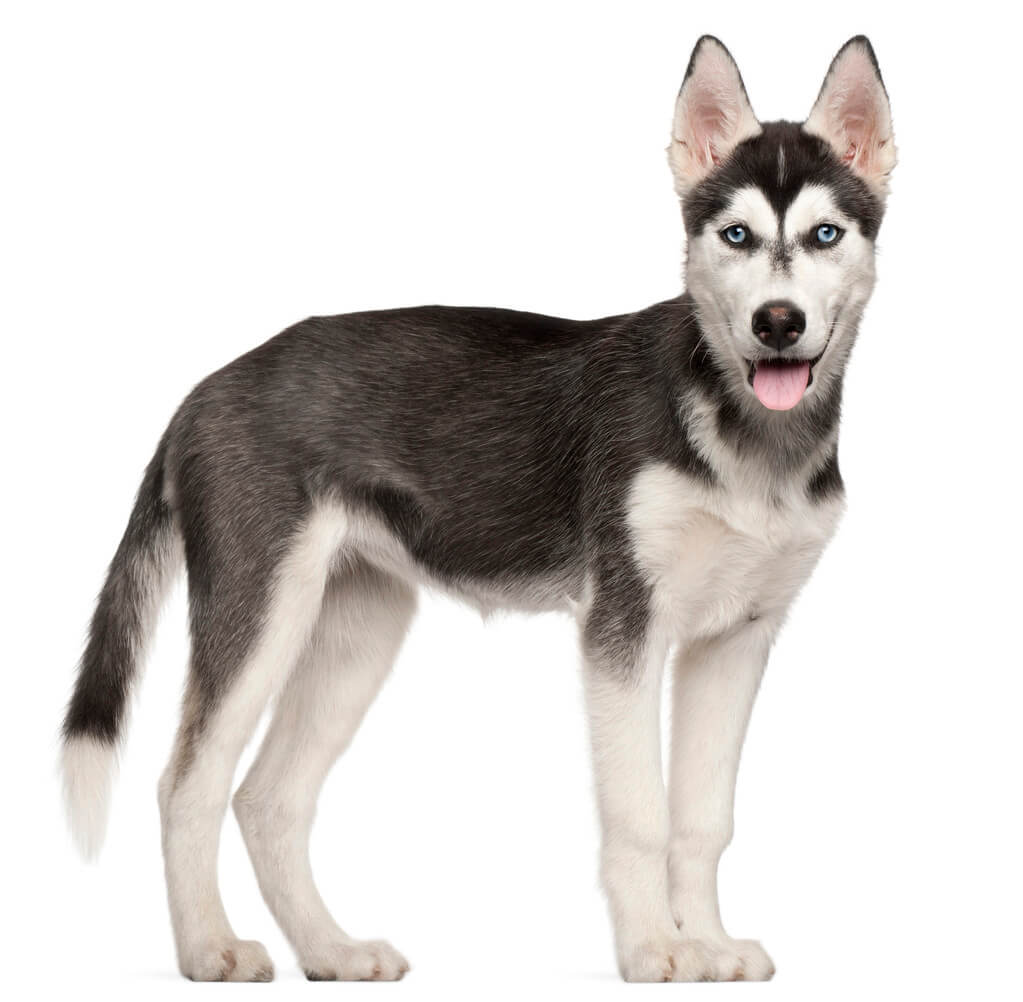 sziberiai-husky