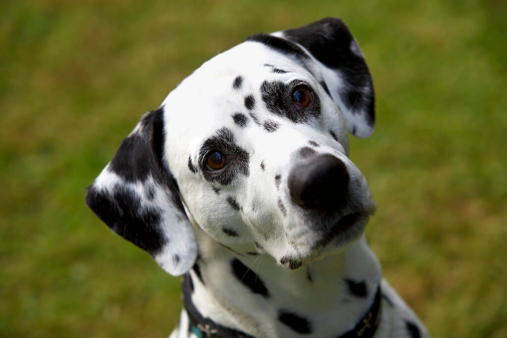 dalmata