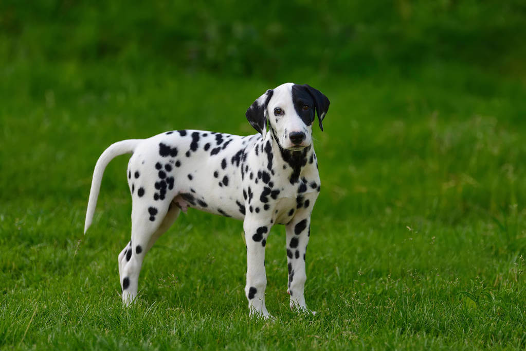 dalmata