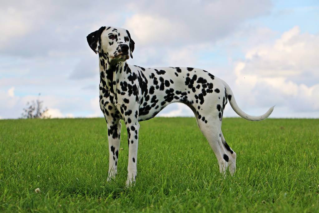 dalmata