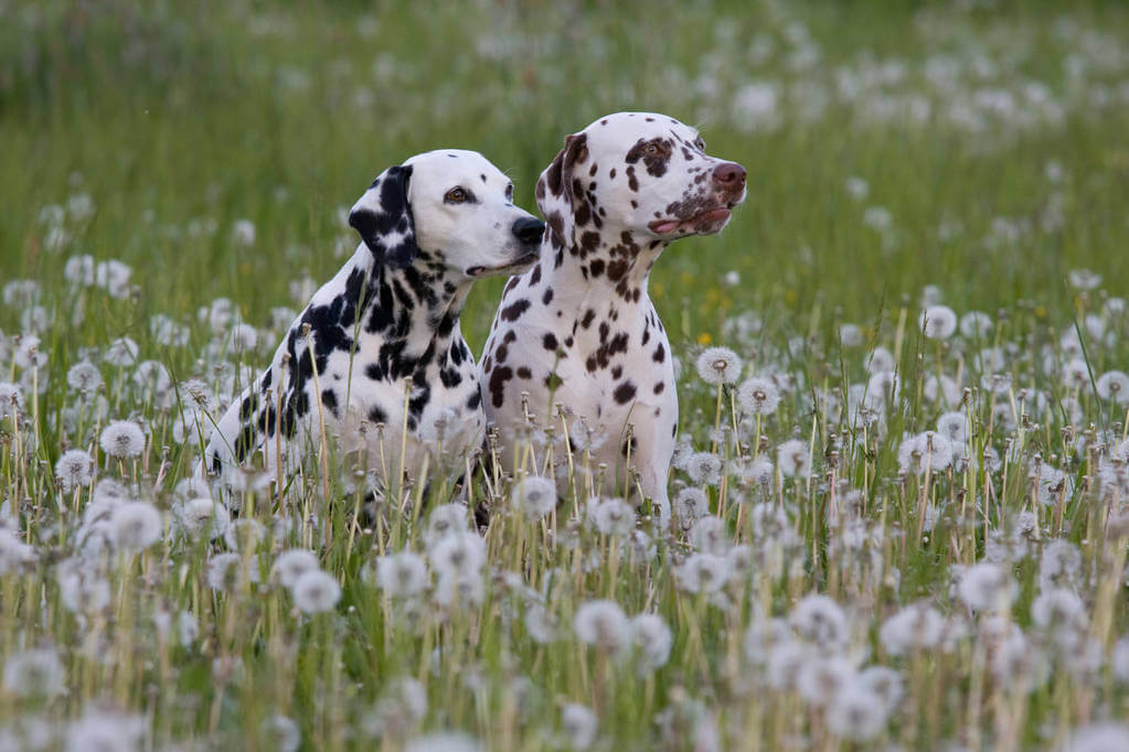 dalmata