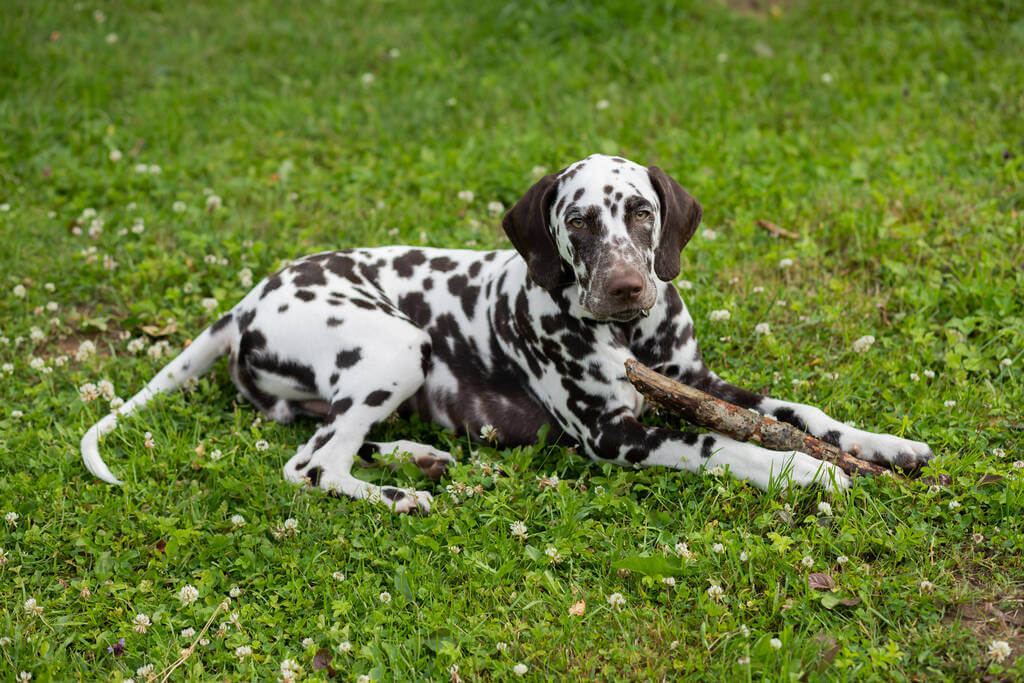 dalmata