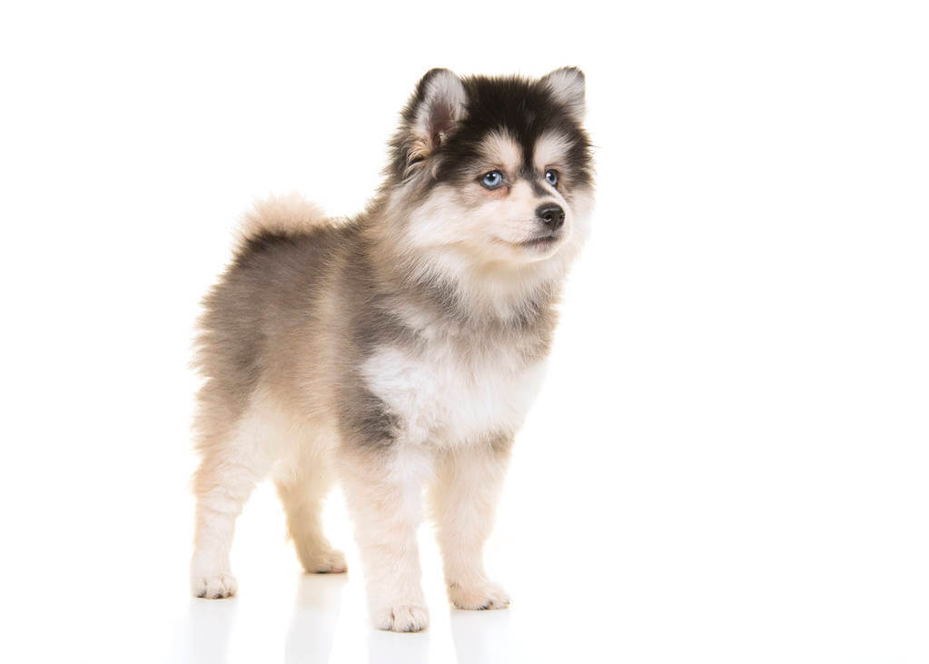 pomsky