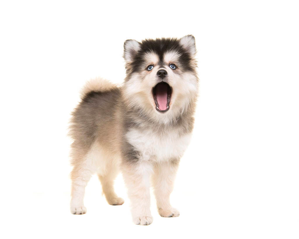 pomsky