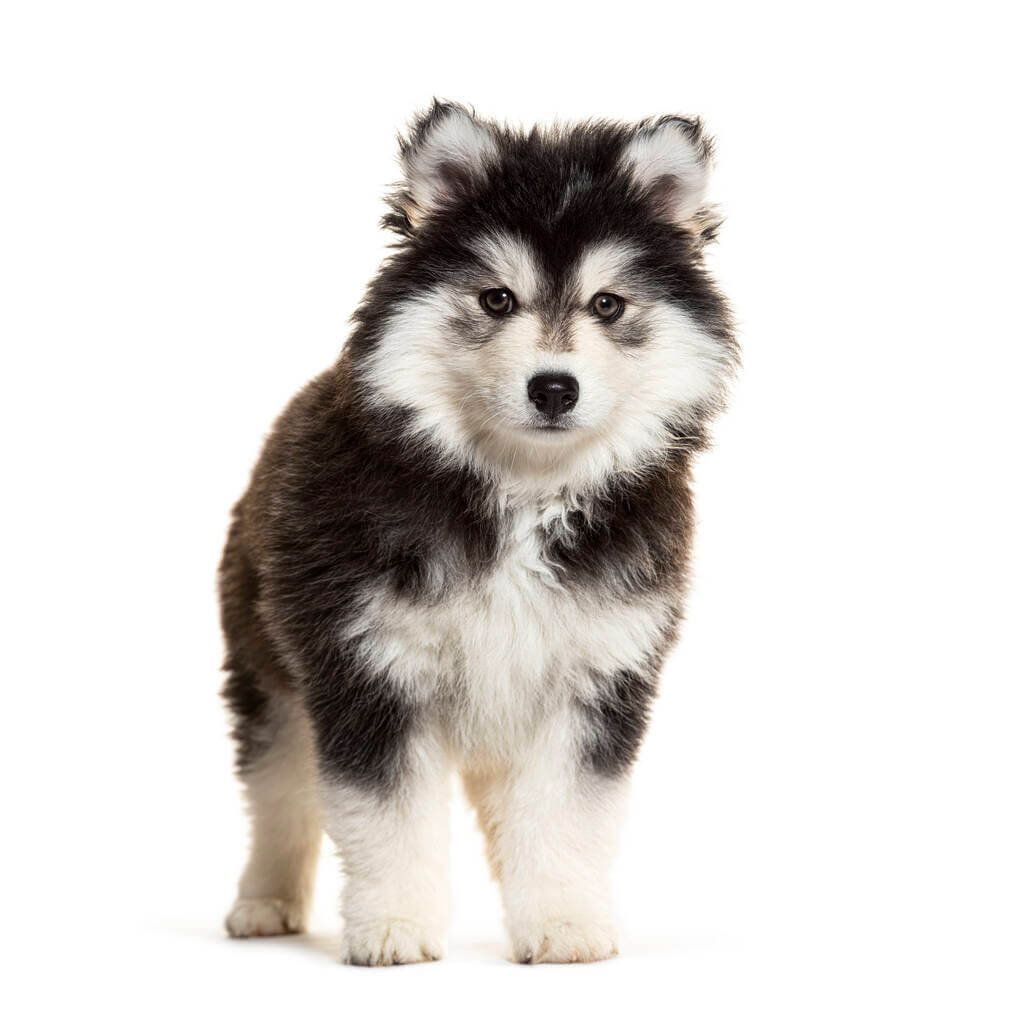 pomsky