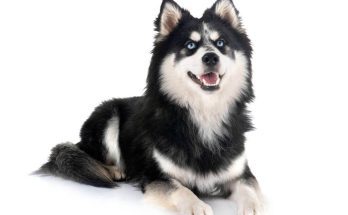 pomsky