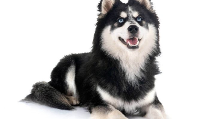 pomsky