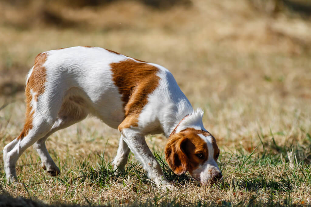 breton-spaniel