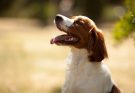 breton-spaniel