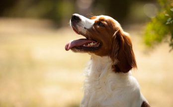 breton-spaniel