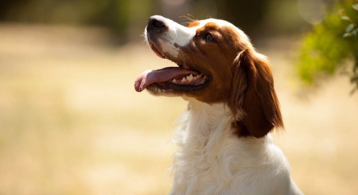 breton-spaniel