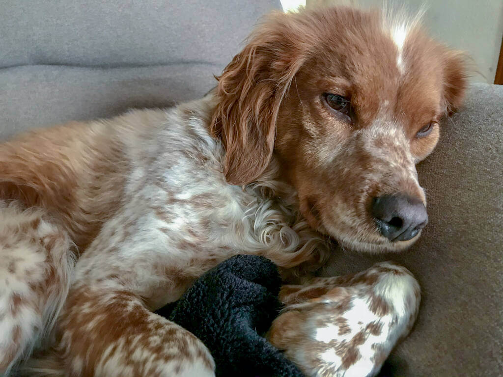 breton-spaniel