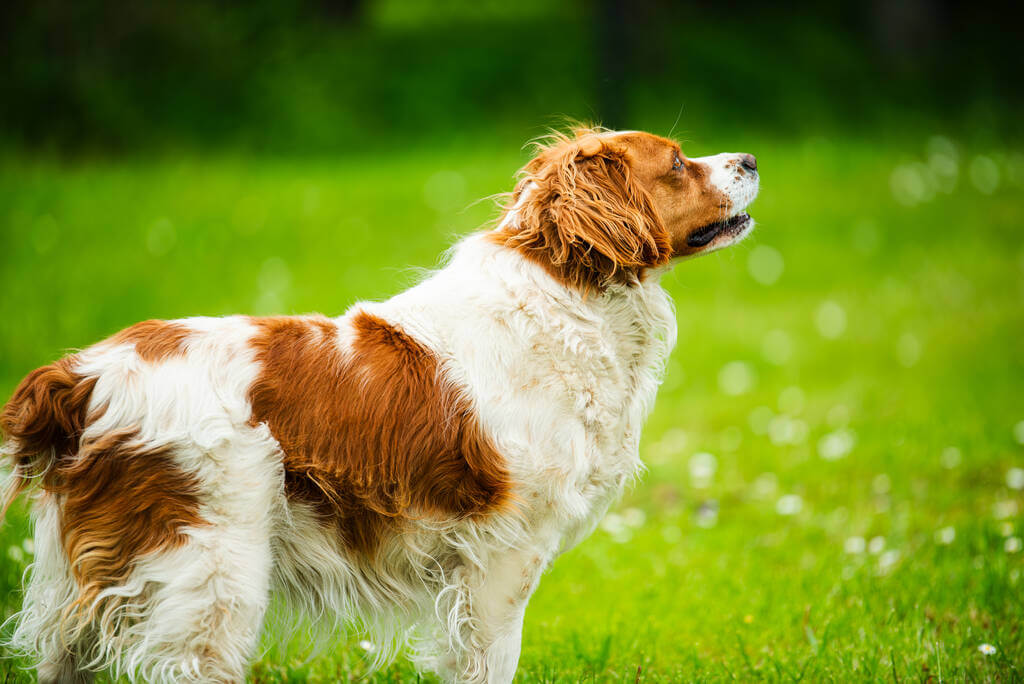 breton-spaniel